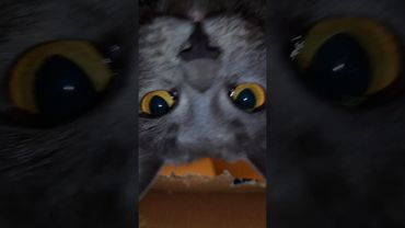 The cat likes to climb in the box #cat