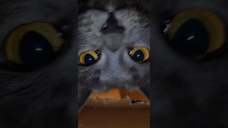 The cat likes to climb in the box #cat