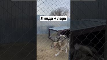 Вязка Линды и ларя