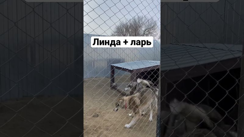 Вязка Линды и ларя