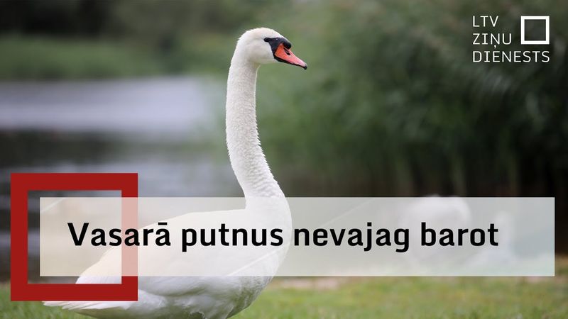 Ornitologi brīdina – vasarā putnus barot nevajag