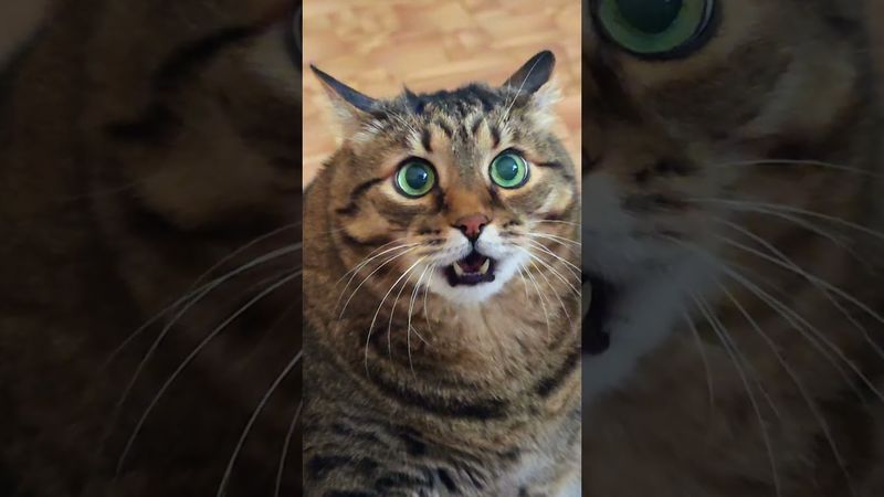 Вы пьяный?🙀😉😻🤣 #cat #кот #юмор #приколы #цитаты #фильм #кино