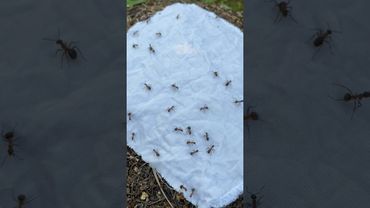 Способ проверенный веками 🐜 #выживание #кемпинг #бушкрафт