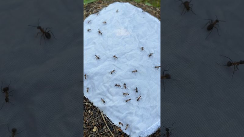 Способ проверенный веками 🐜 #выживание #кемпинг #бушкрафт