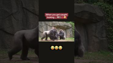 😂😂😂#monkey #funny #funnyvideo #funnyshorts #gorillafun #gorilla #shorts #short #youtube#zoo#monkeys