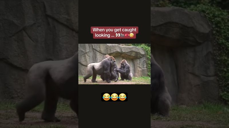 😂😂😂#monkey #funny #funnyvideo #funnyshorts #gorillafun #gorilla #shorts #short #youtube#zoo#monkeys