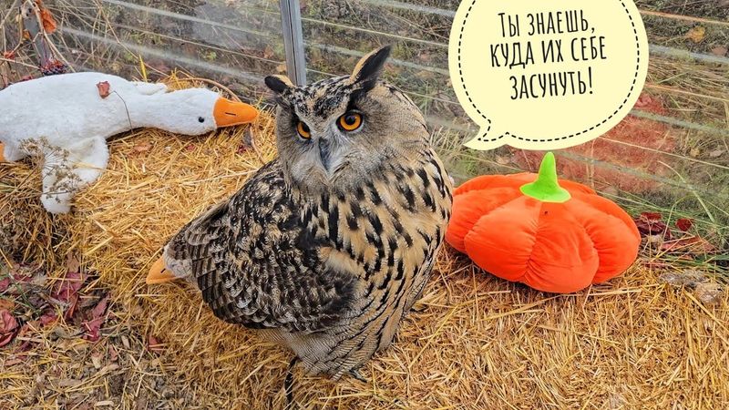 Хочу посадить у совы розы. Сова в шоке шлёт меня прочь! Пёс Кубик с радостью готов сопровождать