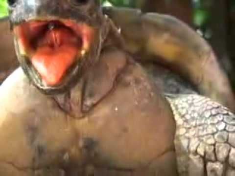 Так размножаются черепашки ^^