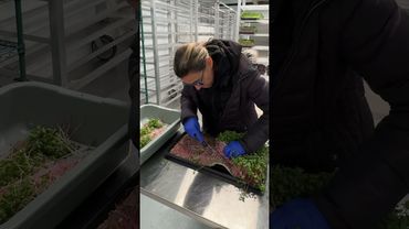 ASMR microgreens🌱 #gardening #asmrsounds #asmr #asmrvideos #microgreens #farming #farm #asmrsound