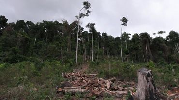 Sierra Leonean villagers fight back against alarming deforestation | AFP