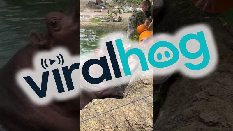 Hungry Hippos Enjoy Pumpkin Treats || ViralHog
