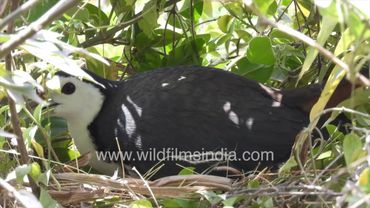 Cute jal murghi sits on her eggs in a shrub: White breasted Waterhen at Wilderness Orchard wetland