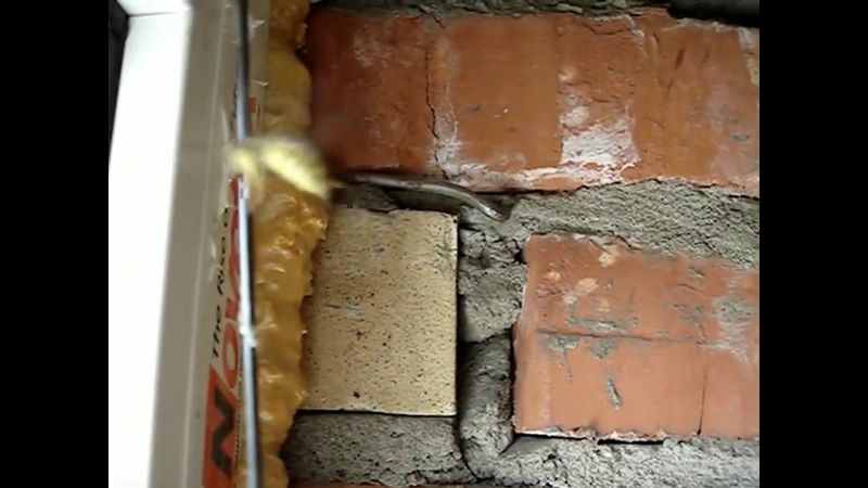 Полёт осы замедленная съемка / Flight of the wasp slow motion