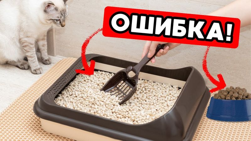 Никогда не делай ЭТО с лотком твоей кошки!
