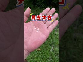 《老祖宗的秘法》如果你最近運氣不好！總是走黴運！你就這樣做！別問為什麼！#正能量  #七粒米 #民俗文化 #國學文化 #祝由術 #道家文化 #民間傳說 #轉運 #風水 #財運 #分享 #運勢 #改運