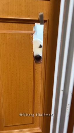 Dogs shock their owners #fypシ #foryou #fuuny #dog #dogsoftiktok 