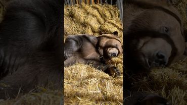 Медведь на сене.