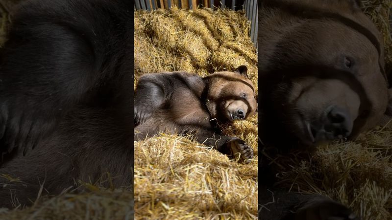 Медведь на сене.