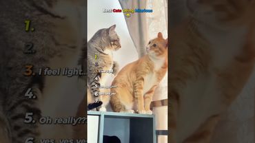 Best Cats being hilarious ( Try not to laugh ) 🤣😸