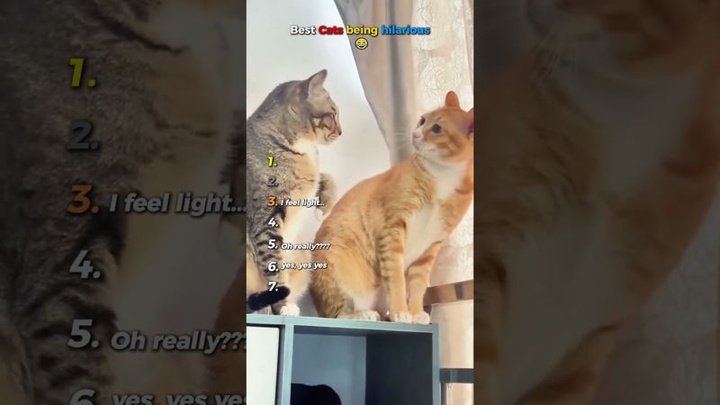 Best Cats being hilarious ( Try not to laugh ) 🤣😸