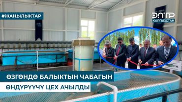 ӨЗГӨНДӨ БАЛЫКТЫН ЧАБАГЫН ӨНДҮРҮҮЧҮ ЦЕХ АЧЫЛДЫ