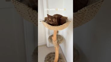 Sometimes where she shouldn’t be…but always looking cute 🤎 #britishshorthair #browncat #cutecat