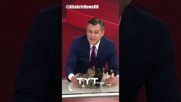 Турецкий телеканал ищет дом для котят