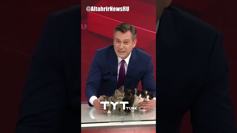 Турецкий телеканал ищет дом для котят