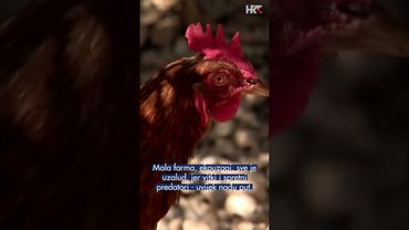 Tisuće mungosa hara Čiovom: Maleni predatori stvaraju golemu štetu