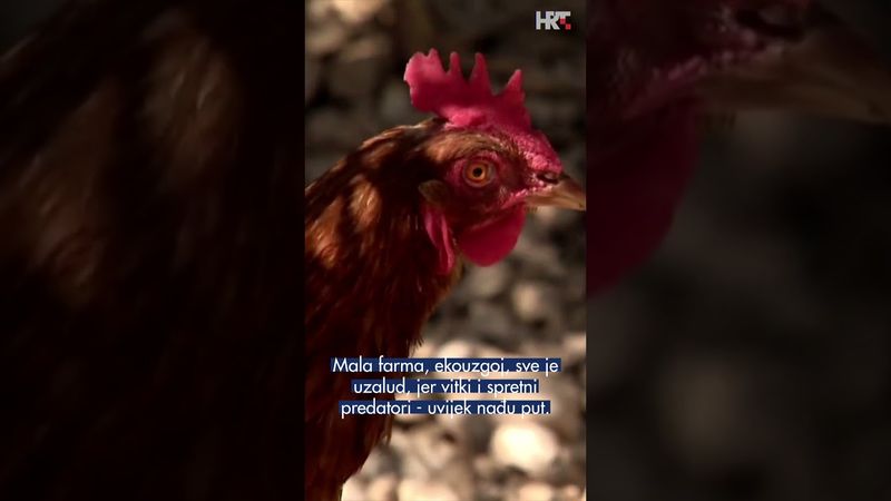 Tisuće mungosa hara Čiovom: Maleni predatori stvaraju golemu štetu