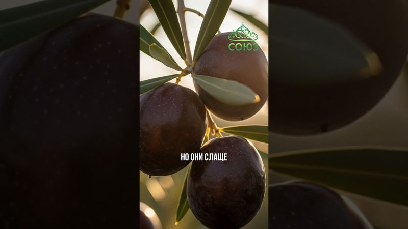 Вдохновляющий факт: дереву на Крите уже более 2000 лет