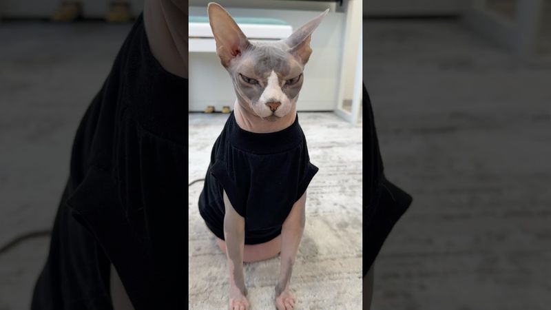 الفرسان الثلاثة😁