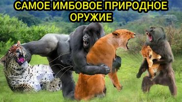 Какое оружие у животных САМОЕ ЭФФЕКТИВНОЕ?