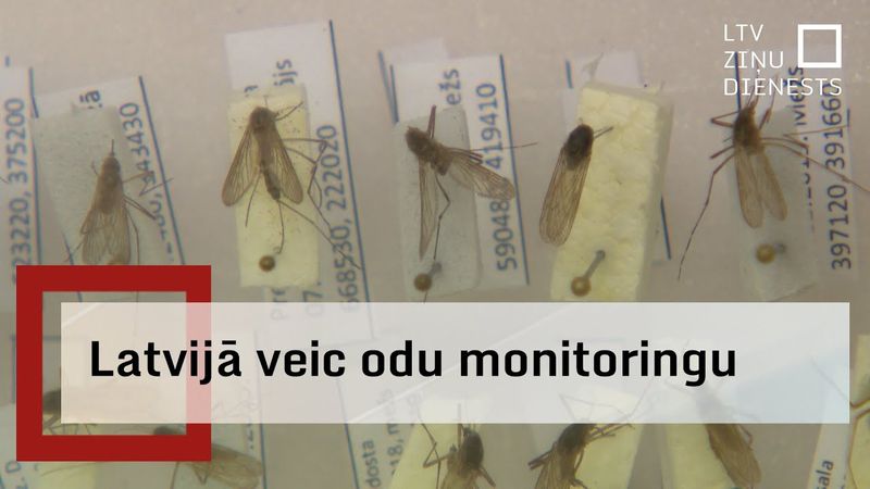 Pēta, cik daudz odu sugu mīt Latvijā