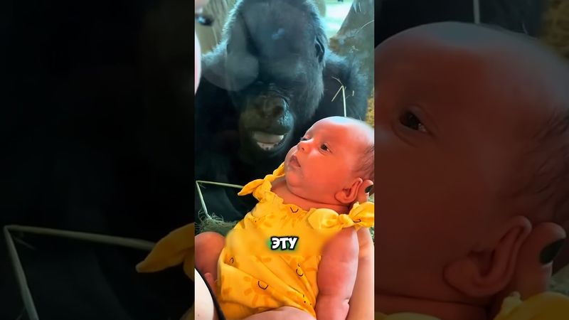 Посмотрите что сделала горилла😱 #животные #юмор #смешныеживотные