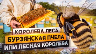Бурзянская пчела или лесная королева | @rgo_films