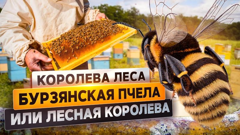Бурзянская пчела или лесная королева | @rgo_films
