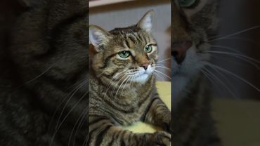 Попал на обложку Форбс 🙀🤔😉🤣 #cat #кот #юмор #котушка #приколы #цитаты