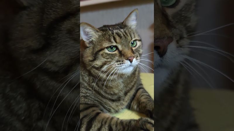 Попал на обложку Форбс 🙀🤔😉🤣 #cat #кот #юмор #котушка #приколы #цитаты