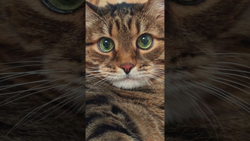 Чем дальше в лес 🌳🙀🤔🤣 #cat #кот #юмор #приколы #котушка #приколы #funny #цитаты