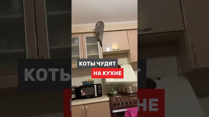 Коты это не только жидкость, но и проблемы
