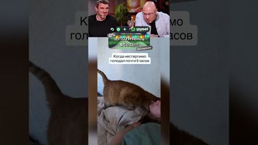 ШИКАРНЫЙ ПРИКОЛ с котом 🥹 😅