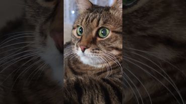 В рукопашную 🙀🤕😉🤣 #cat #кот #юмор #котушка #приколы #цитаты #смех