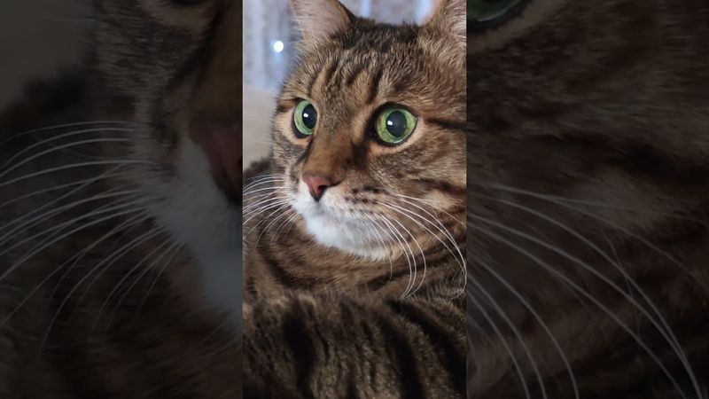 В рукопашную 🙀🤕😉🤣 #cat #кот #юмор #котушка #приколы #цитаты #смех