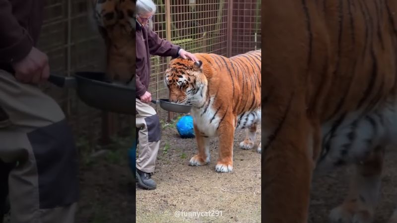 They are all just big cat 🥰🥰#cat #funnyanimals#animals #funny #cute #pet #fyp