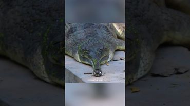 Почему этот крокодил такой странный