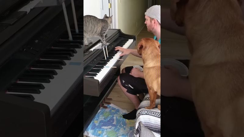#piano #cat #dog #animals #music  #funnyvideo