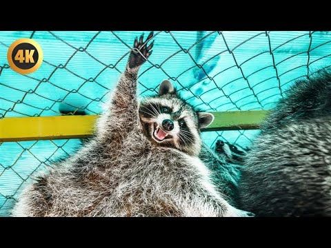 Raccoon Joins Our Pool Party!! | FUNNY And CUTE Raccoons