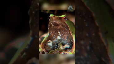 Лягушка, которая рожает через рот!