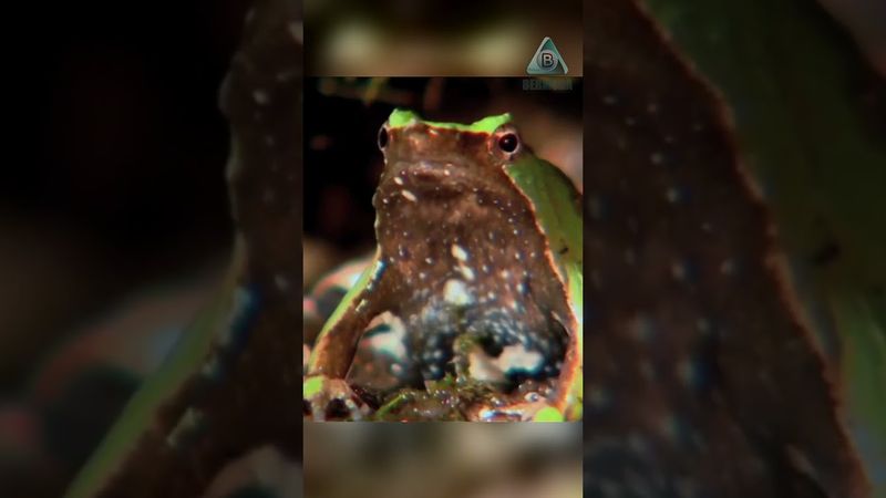 Лягушка, которая рожает через рот!